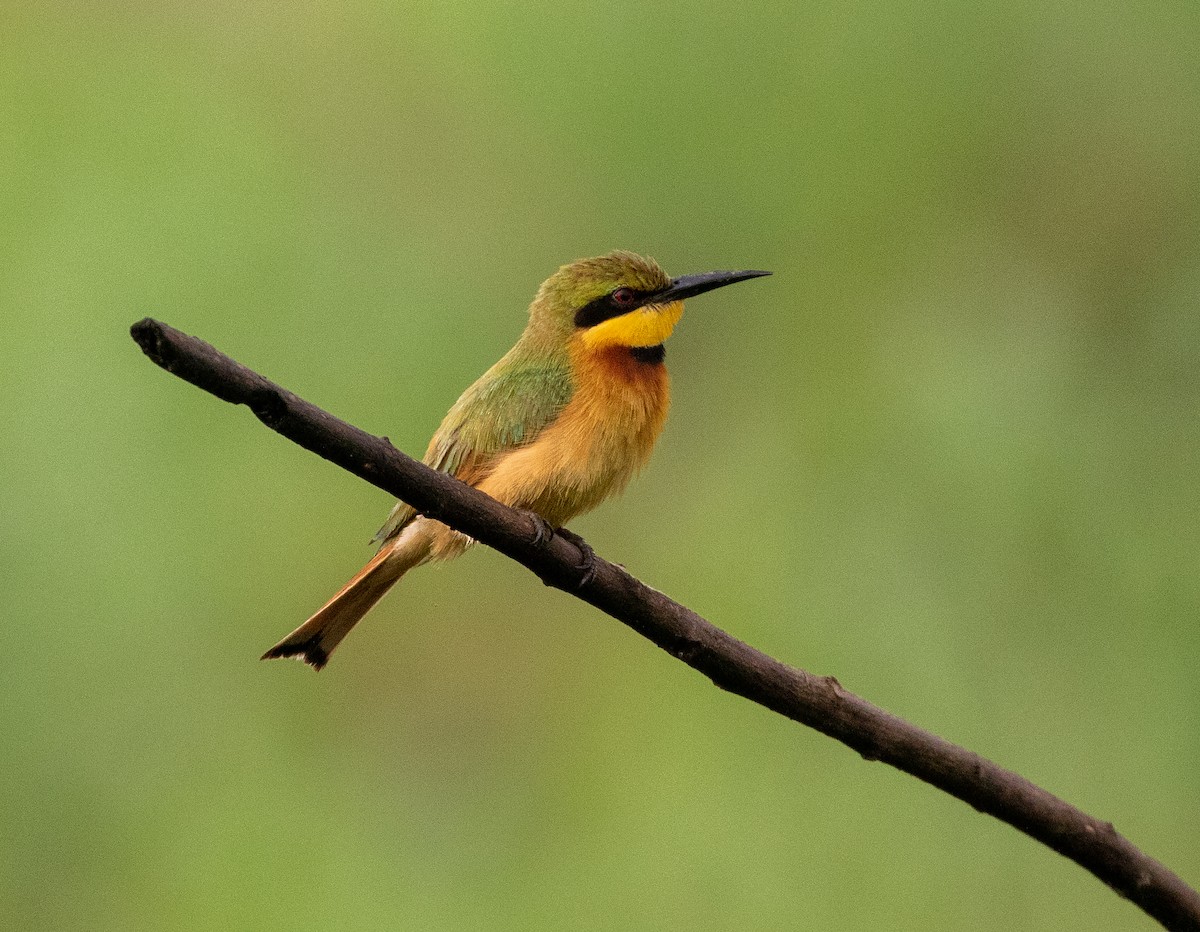 Little Bee-eater - William Price