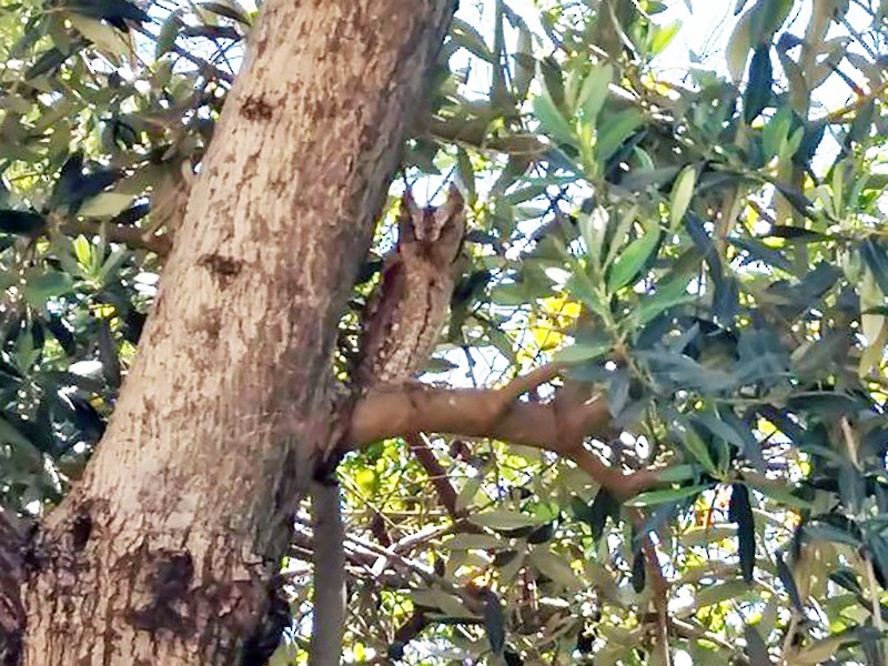 Adult