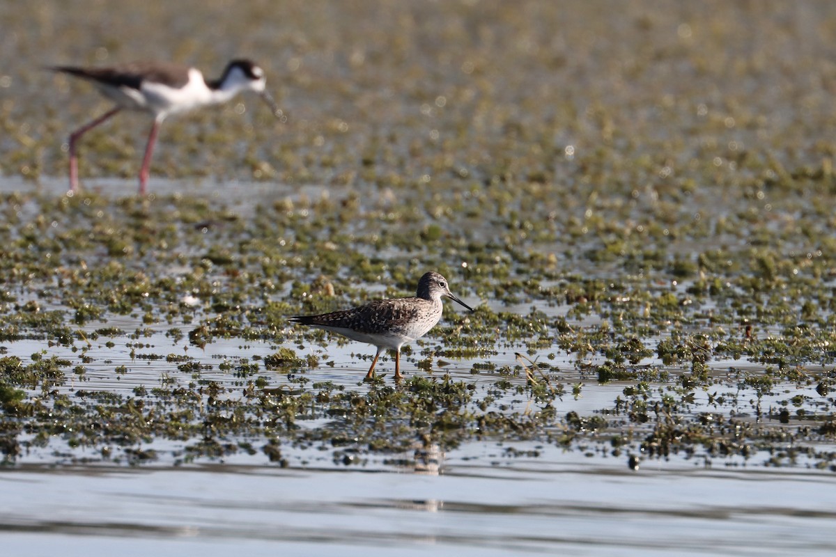 Lesser Yellowlegs - John van Dort