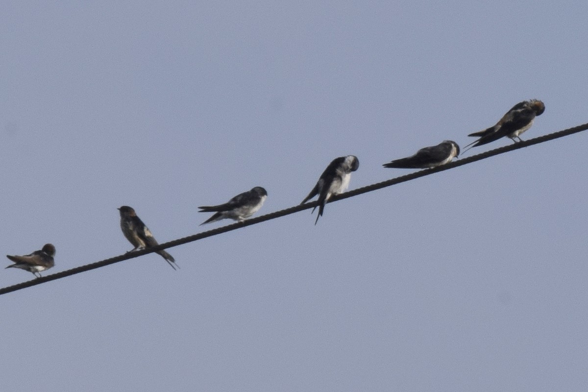 Western House-Martin - ML550289271