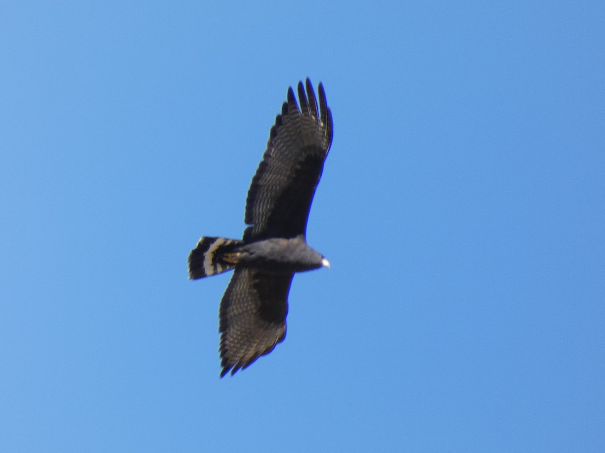 Zone-tailed Hawk - ML550289381