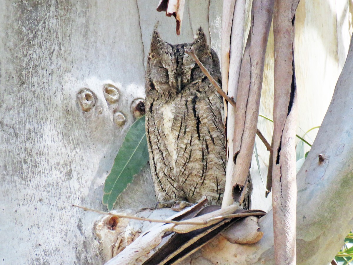 Adult