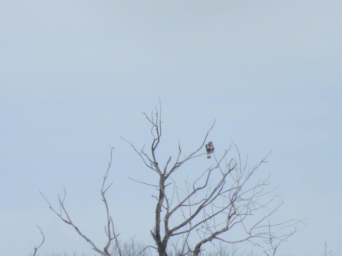 Rough-legged Hawk - ML550290441