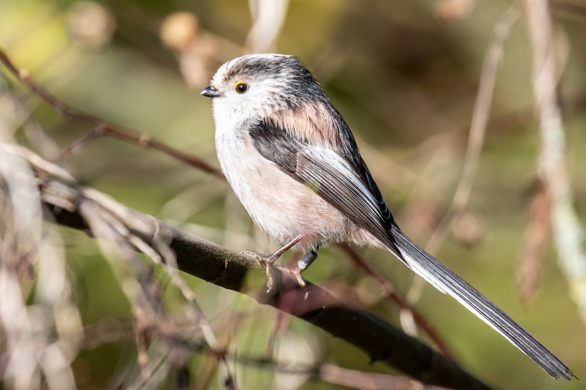 Long-tailed Tit - Ian Sherriffs