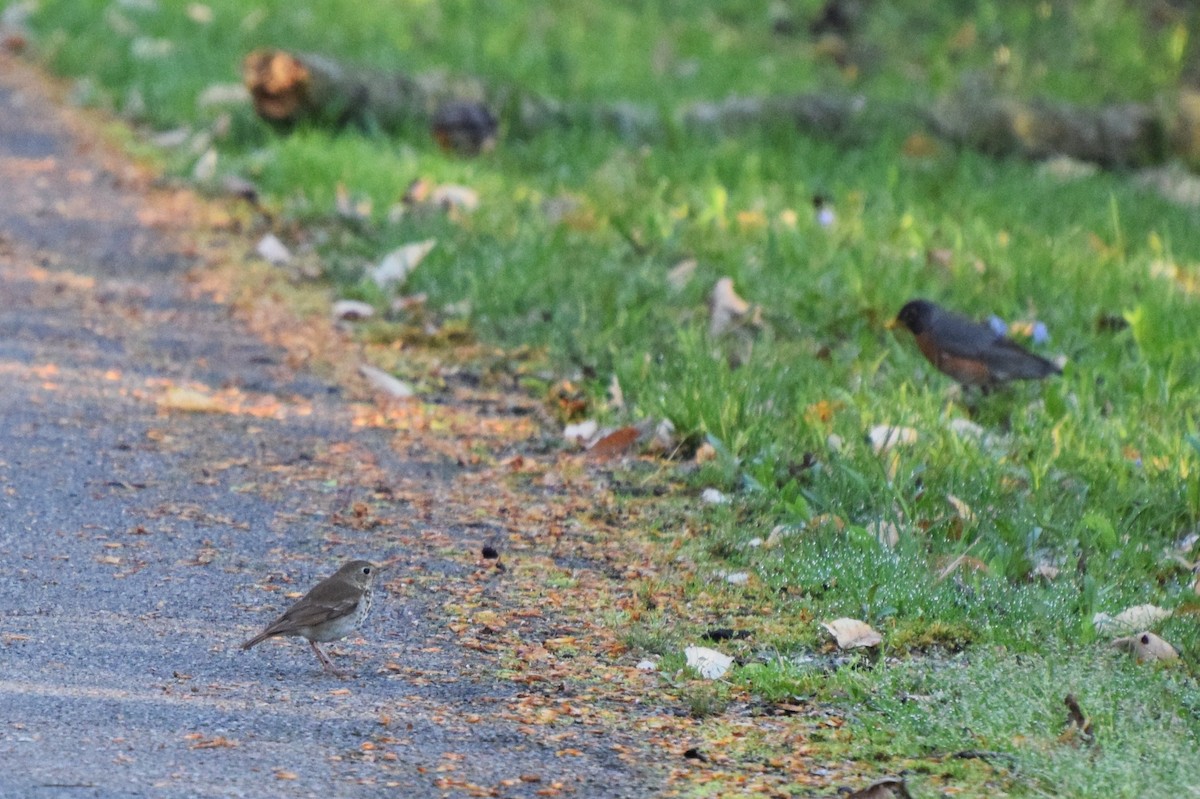 Hermit Thrush - ML55029101