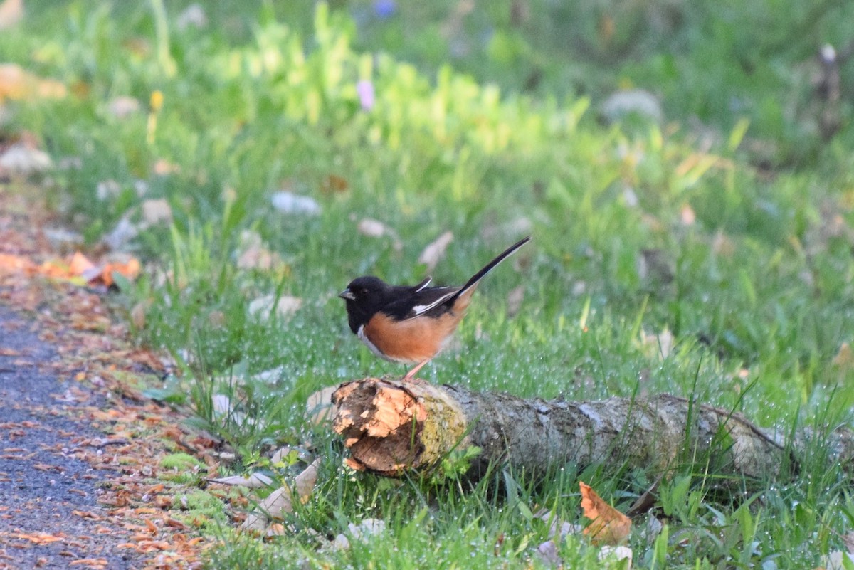 Eastern Towhee - irina shulgina