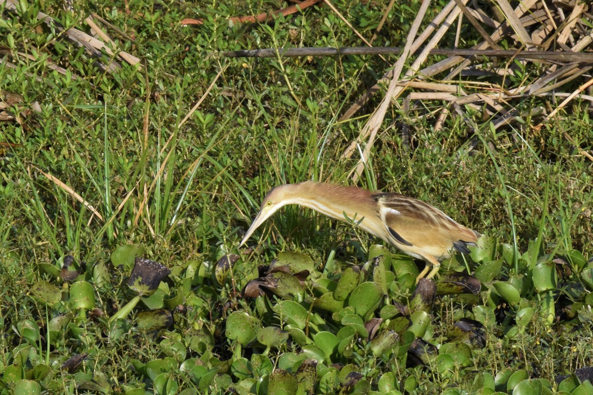 Yellow Bittern - ML550291591