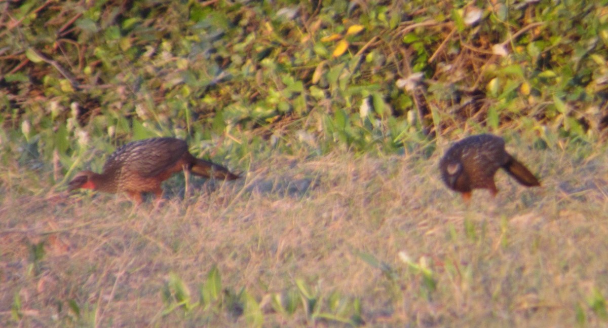 Chestnut-bellied Guan - ML550292631