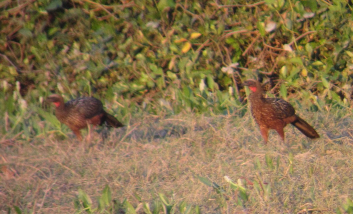 Chestnut-bellied Guan - ML550292641