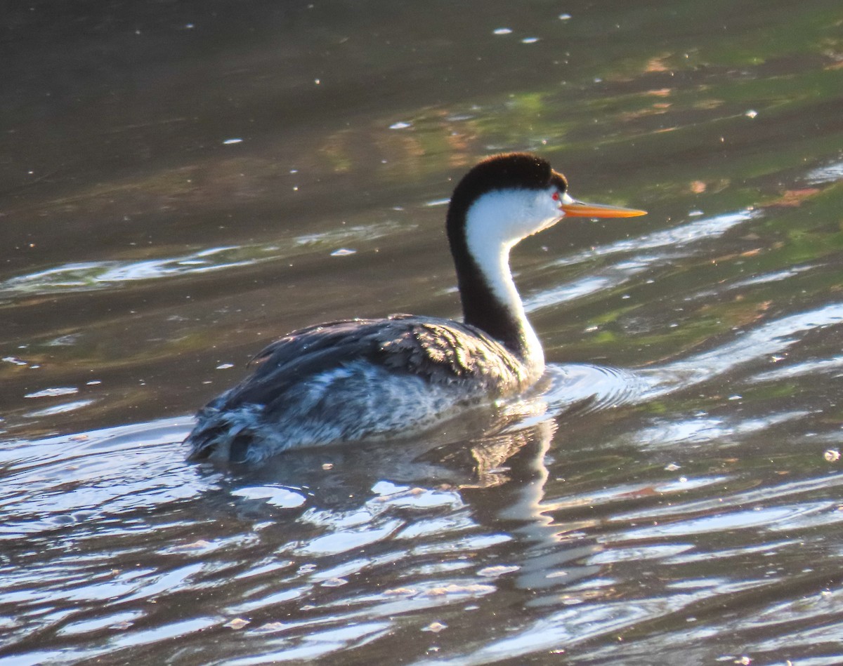 Clark's Grebe - ML550293911