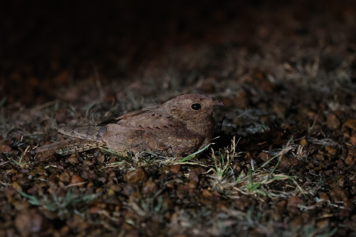 Plain Nightjar - ML550294191