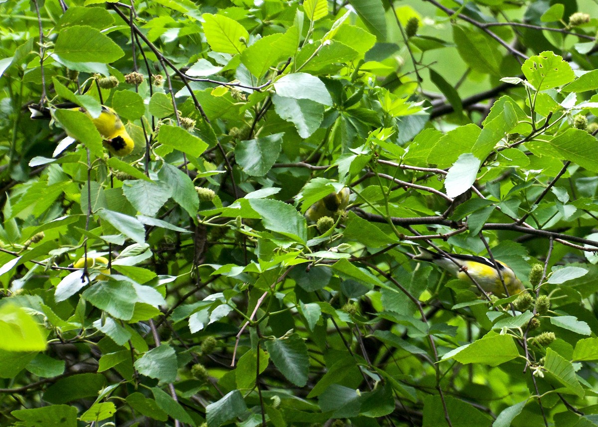 American Goldfinch - ML55029621