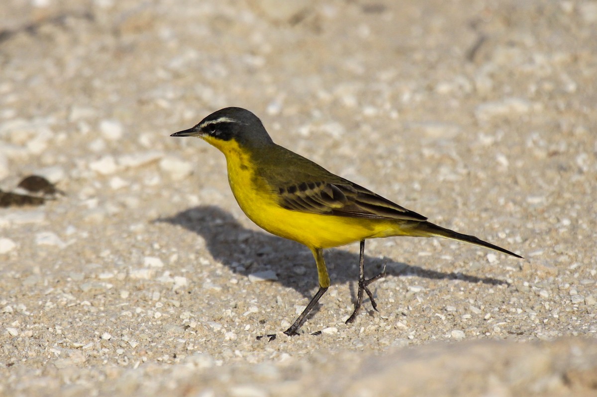 Western Yellow Wagtail (superciliaris-type intergrade) - ML550296461