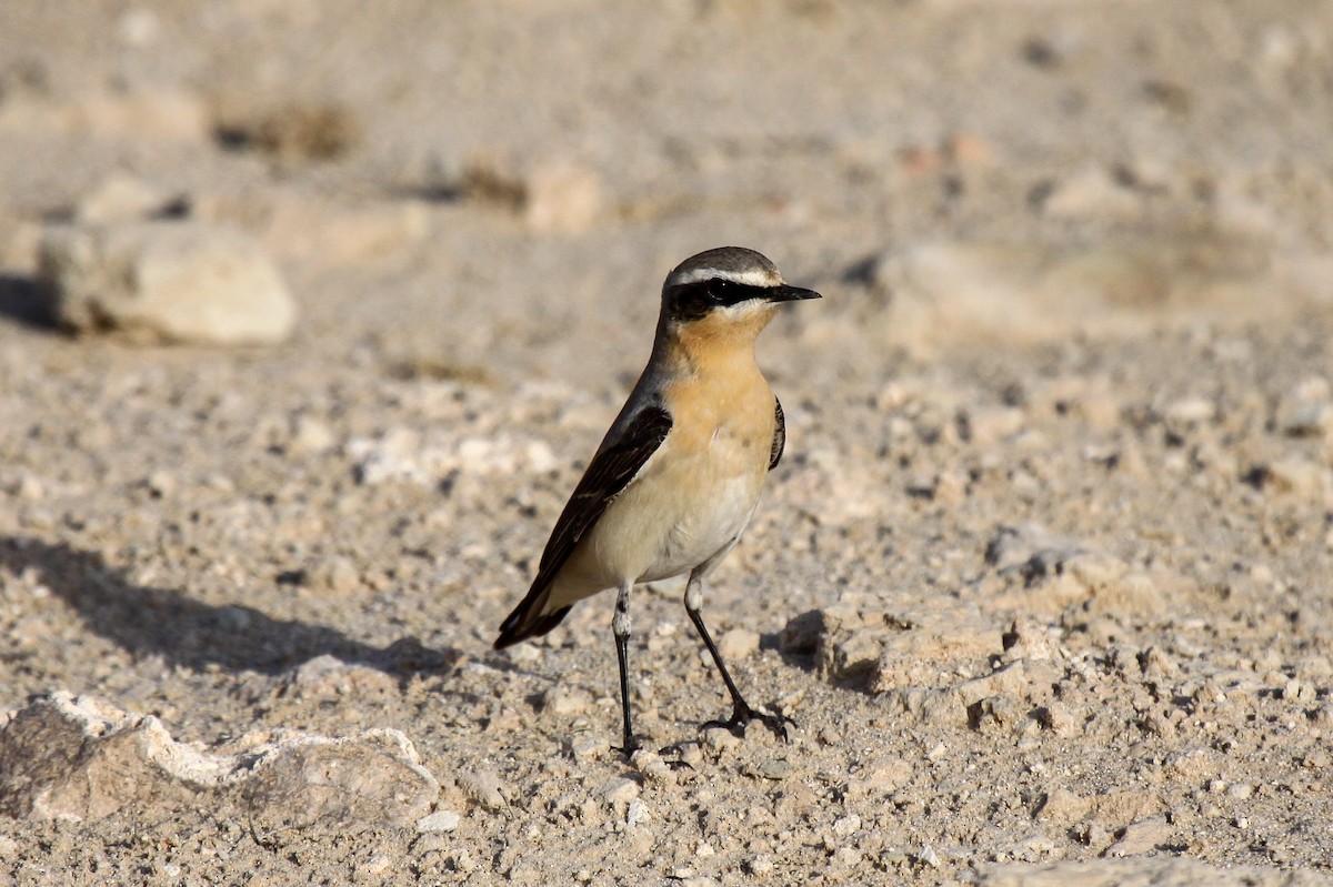 Northern Wheatear - ML550296501