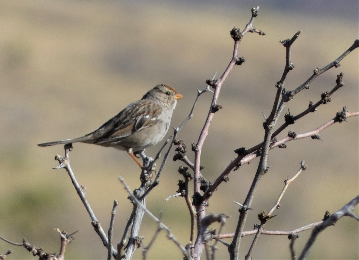White-crowned Sparrow - ML550297351