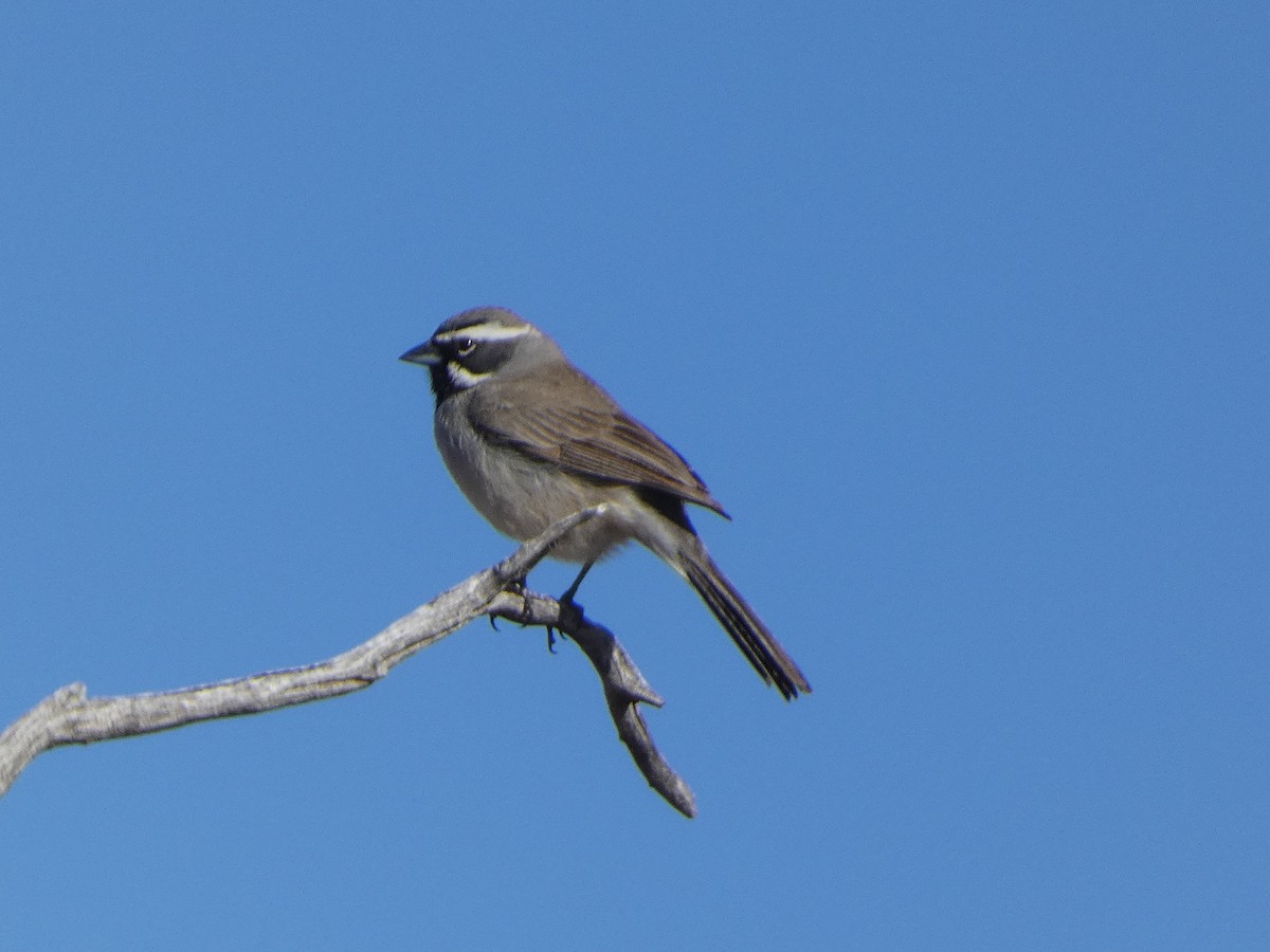 Black-throated Sparrow - ML550297581