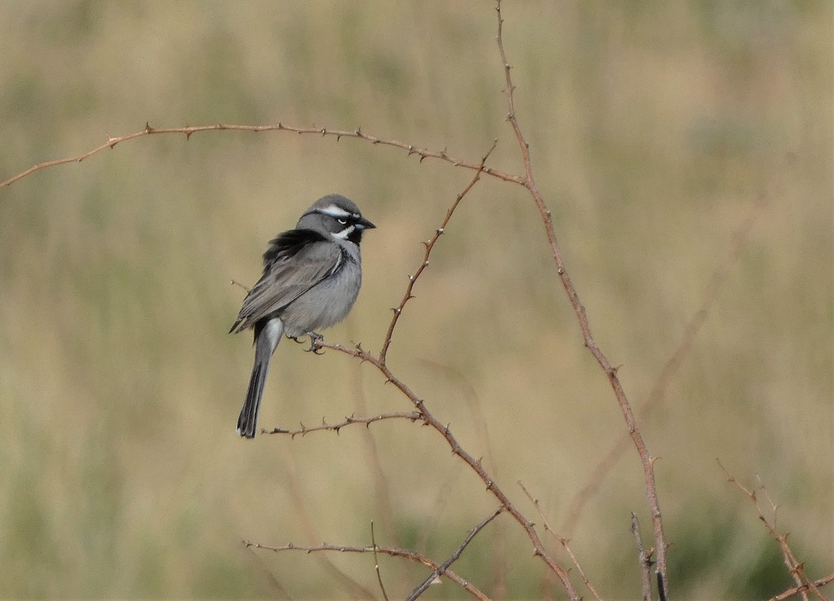 Black-throated Sparrow - ML550297721