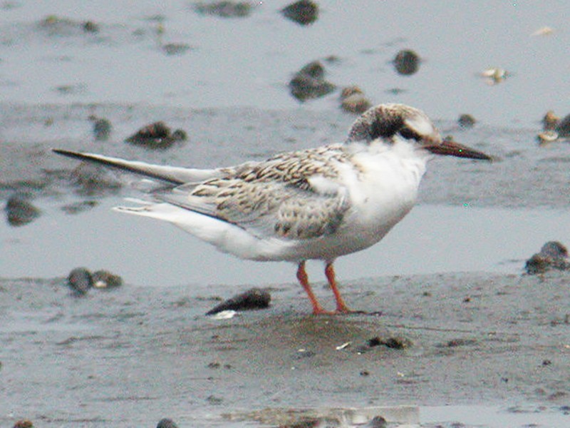 Photos - Little Tern - Sternula albifrons - Birds of the World