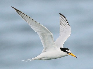  Birds little ternリトルターン Little Tern - Sternula albifrons - Birds of the World