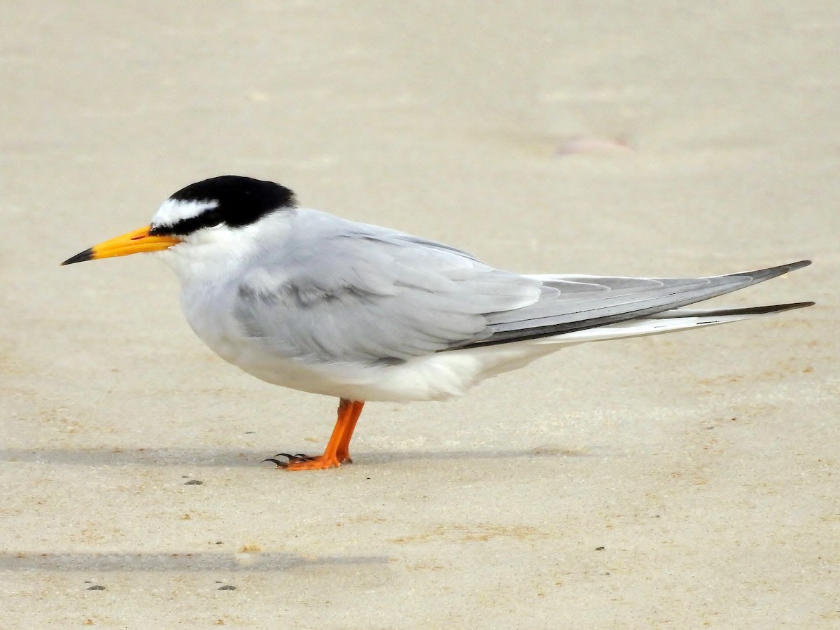 Photos - Little Tern - Sternula albifrons - Birds of the World