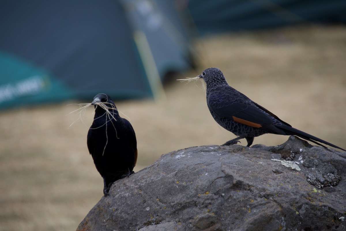 Slender-billed Starling - Mia Rienstra