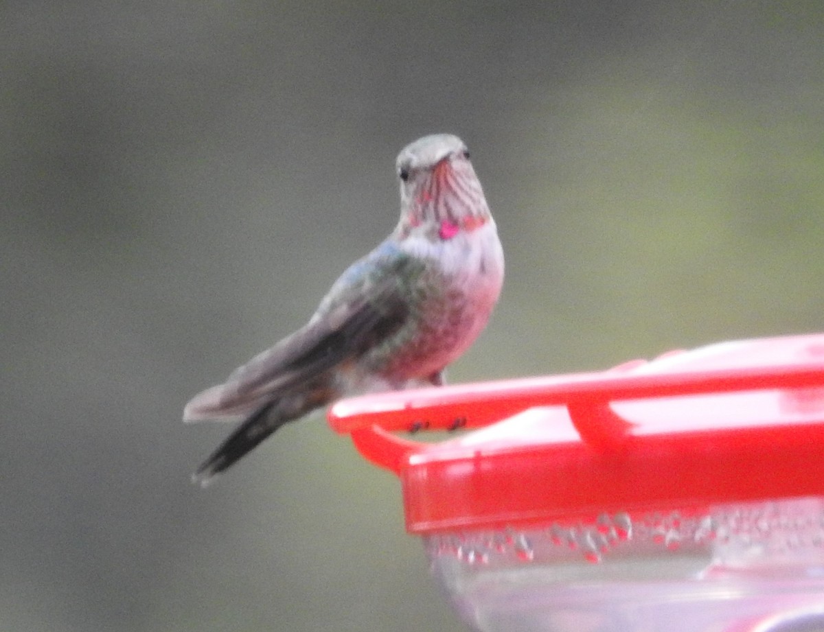 Broad-tailed Hummingbird - ML550301661