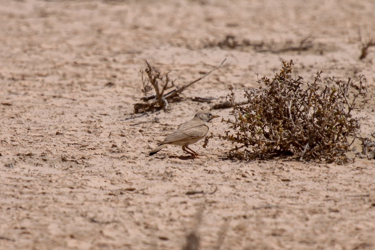 Desert Lark - Tommy Pedersen