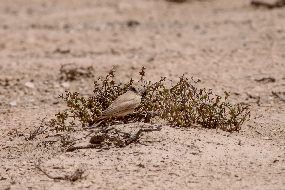 Desert Lark - Tommy Pedersen