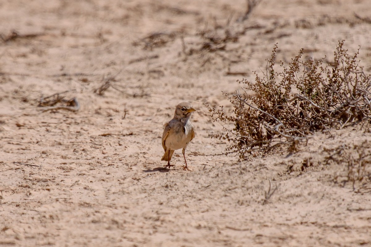 Desert Lark - Tommy Pedersen