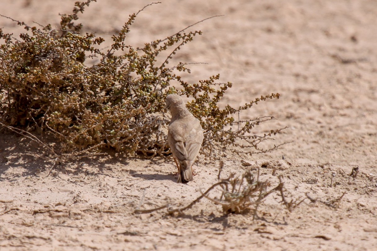 Desert Lark - Tommy Pedersen