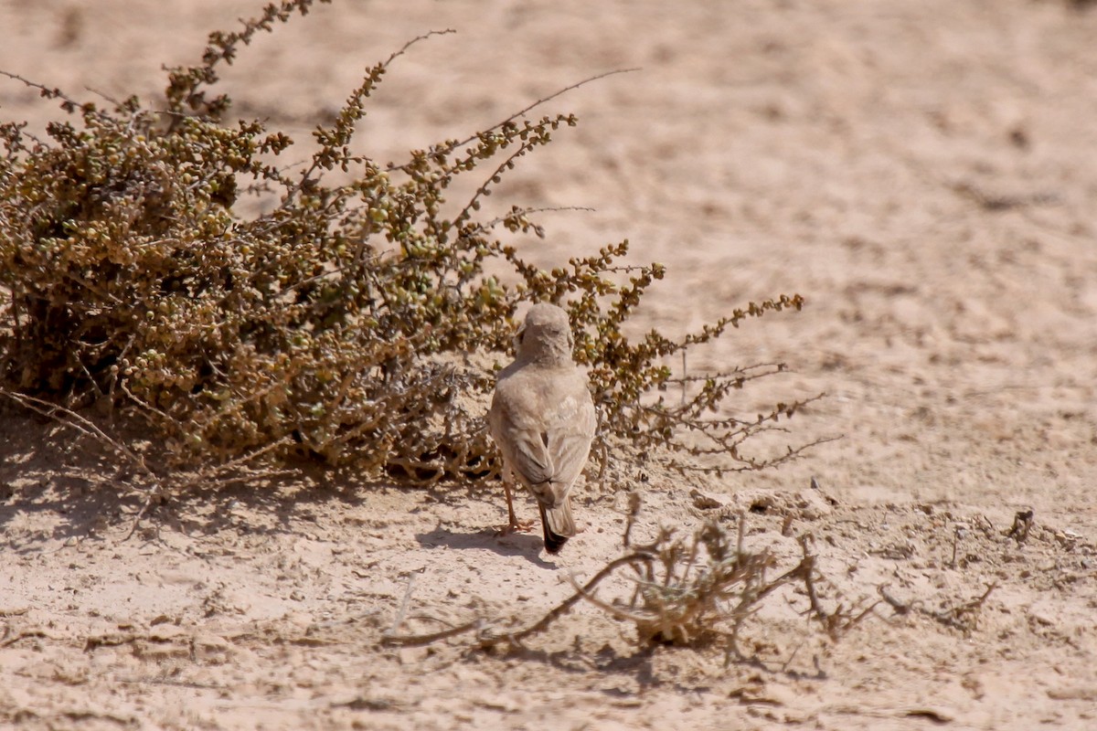 Desert Lark - Tommy Pedersen