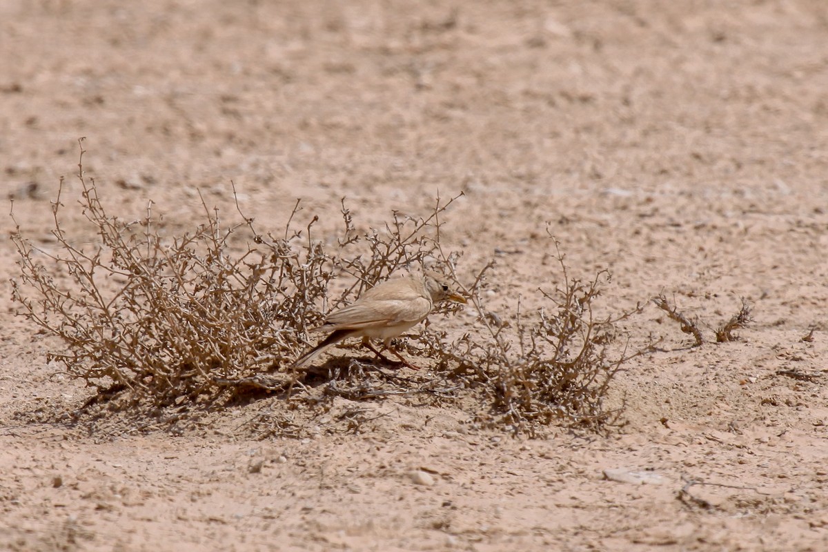 Desert Lark - Tommy Pedersen