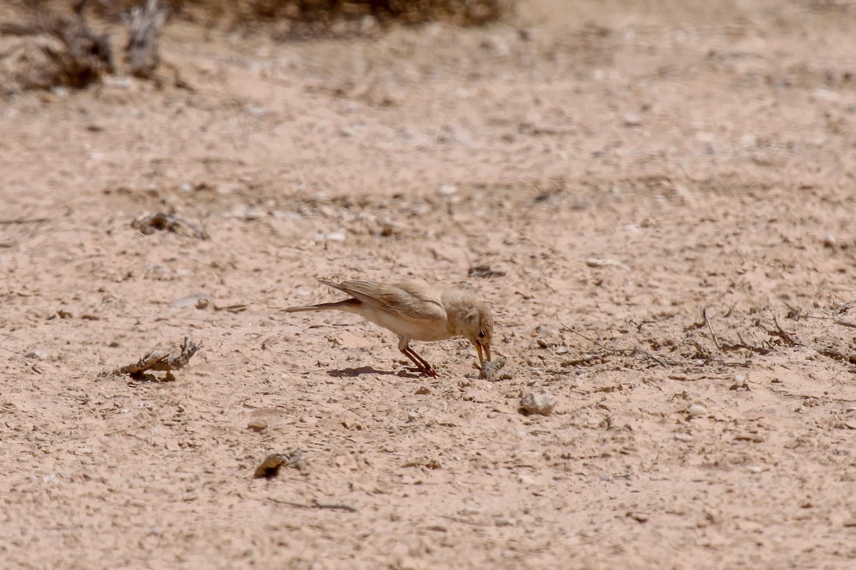 Desert Lark - Tommy Pedersen