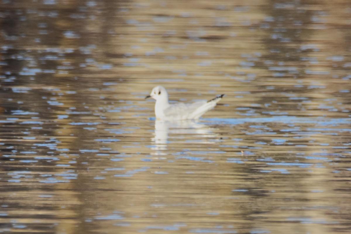 Bonaparte's Gull - ML550302861