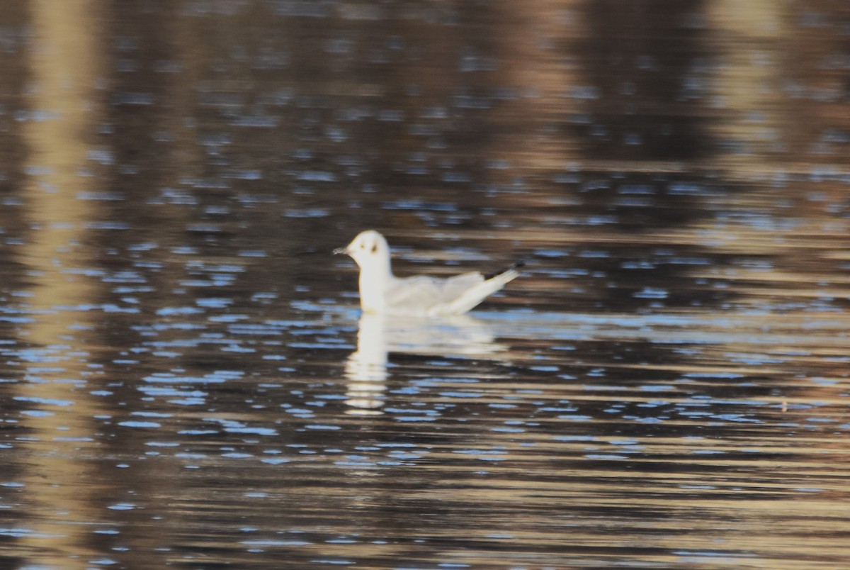 Bonaparte's Gull - ML550302871