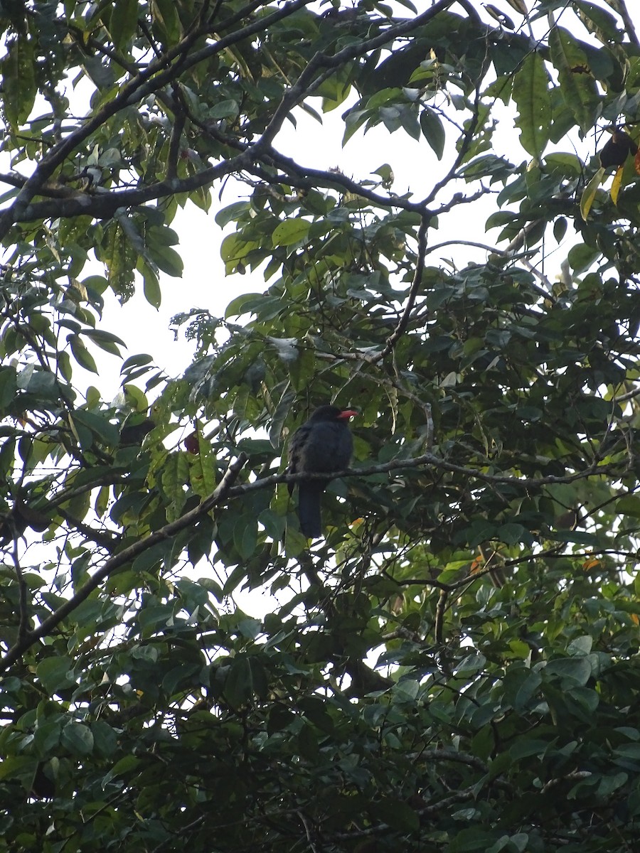 Black-fronted Nunbird - ML550303321