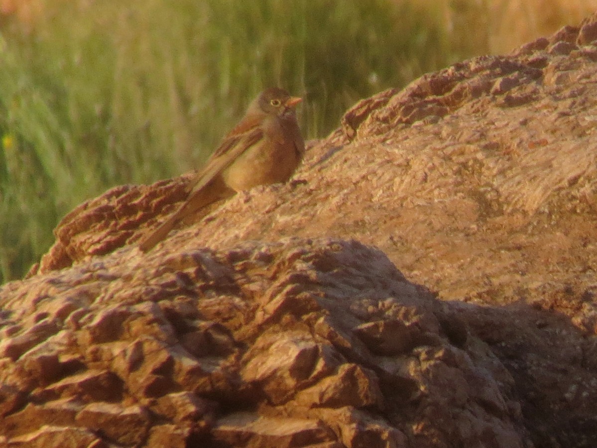 Gray-necked Bunting - ML550303331