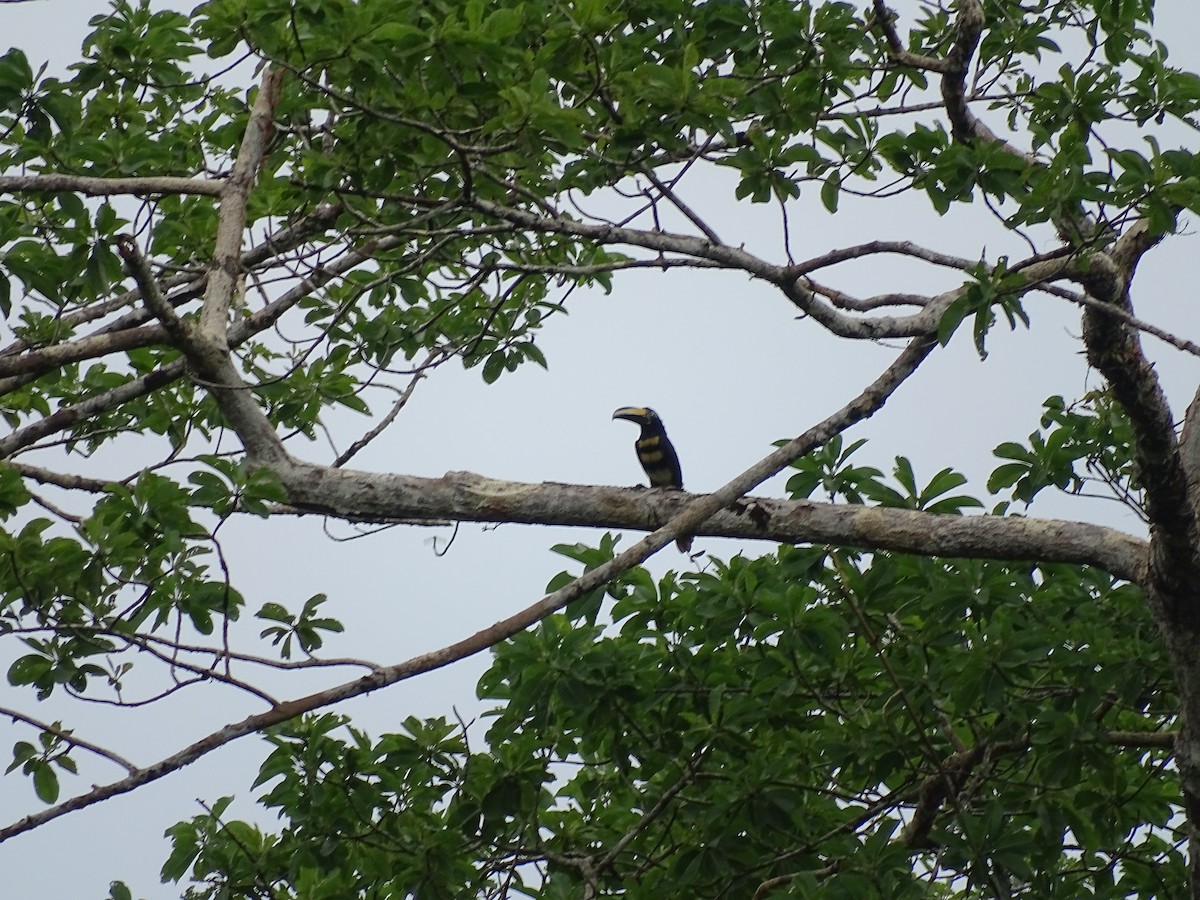 Many-banded Aracari - ML550303371