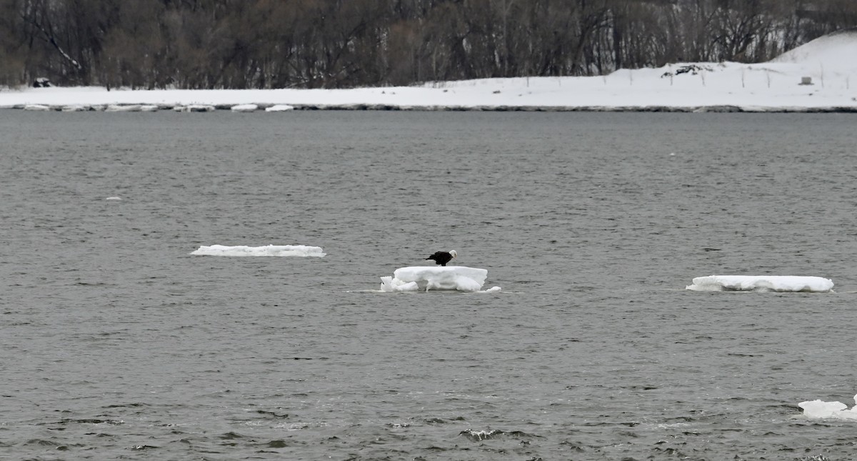 Bald Eagle - ML550303551