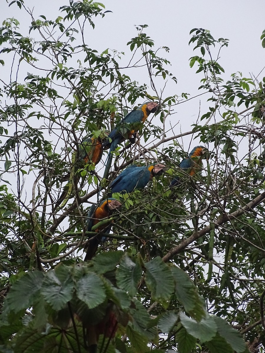 Blue-and-yellow Macaw - ML550304281