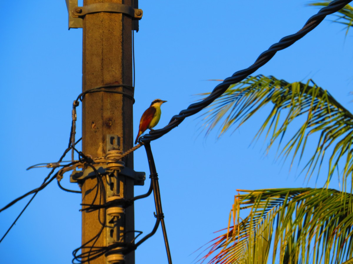 Great Kiskadee - Hector Bonilla Lomeli