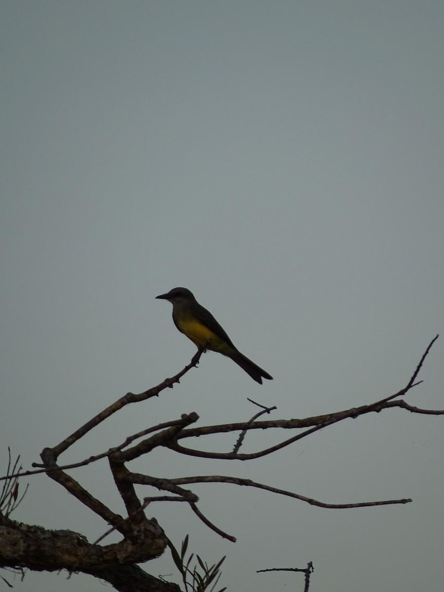 Tropical Kingbird - ML550304741