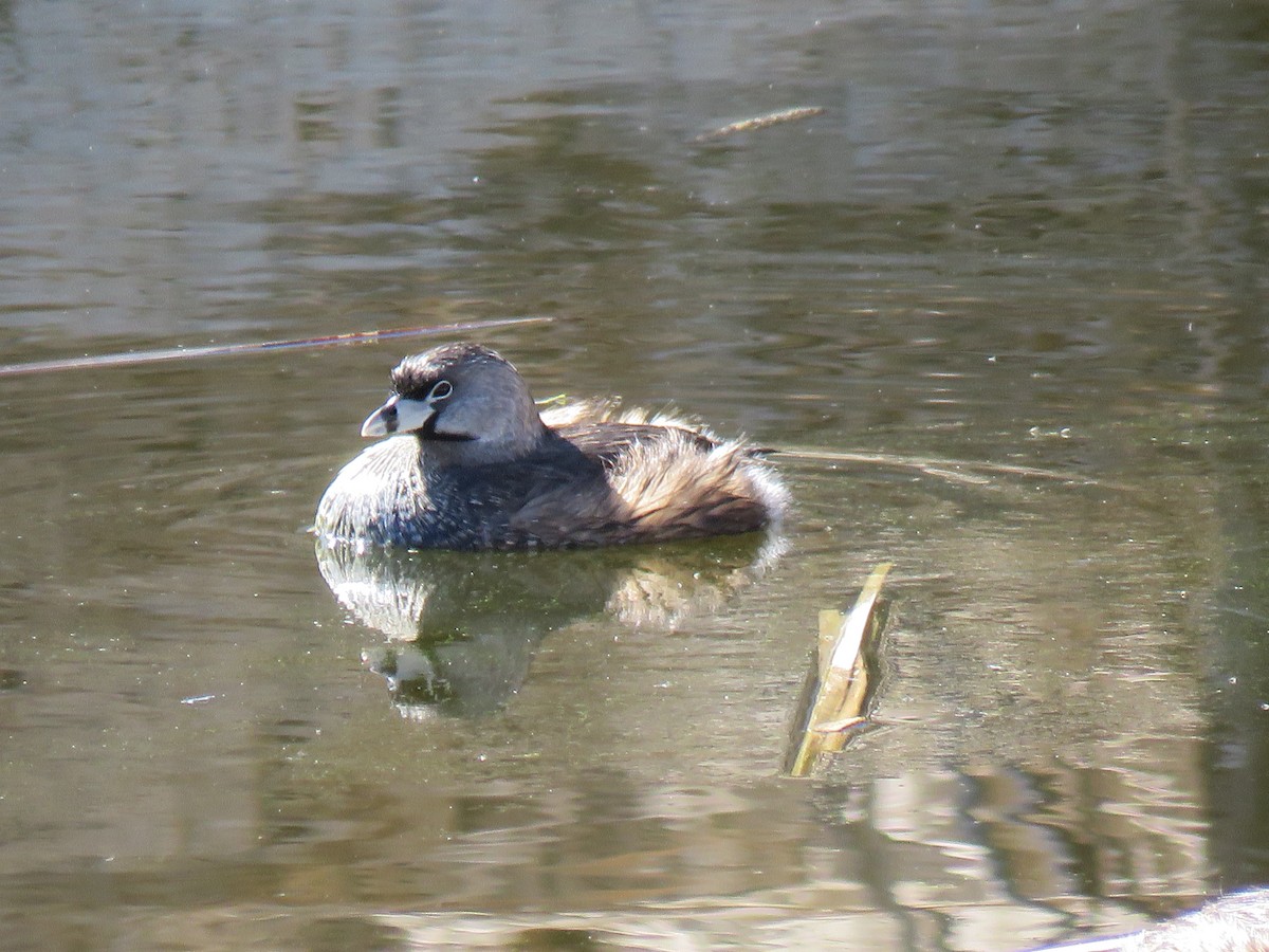 Pied-billed Grebe - Holly Lanmon