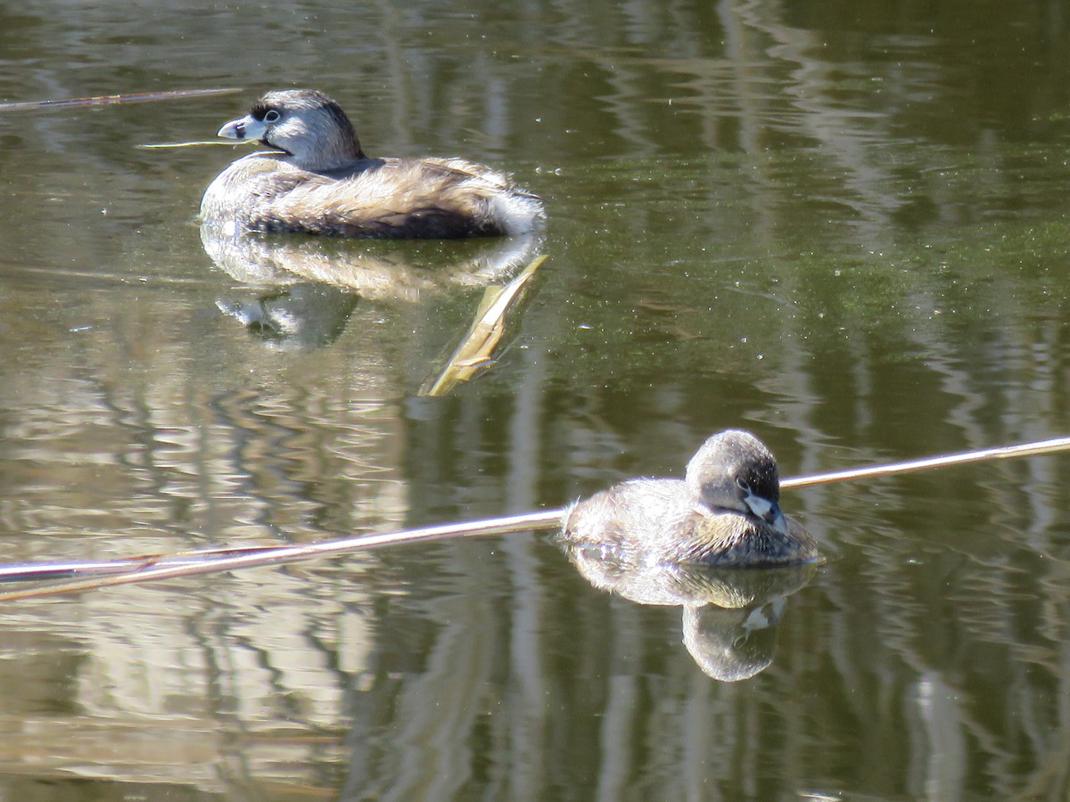 Pied-billed Grebe - Holly Lanmon