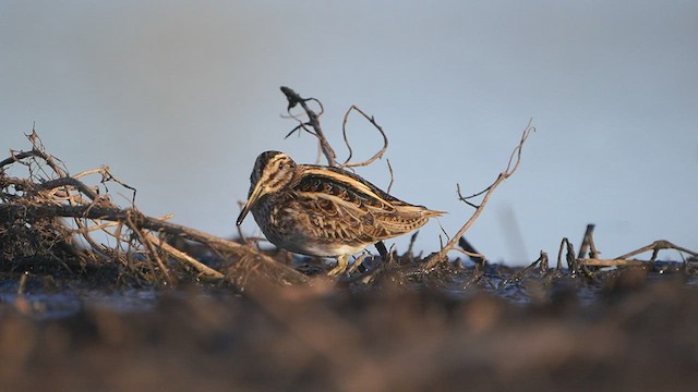 Jack Snipe - ML550306581