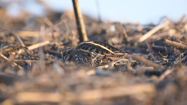 Jack Snipe - ML550306961