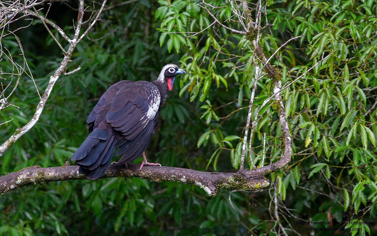 Black-fronted Piping-Guan - Diego Oscar / Sandpiper Birding & Tours