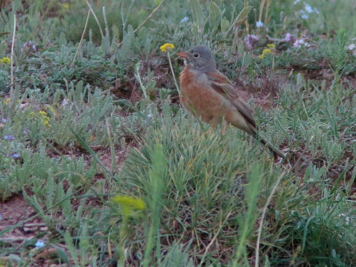 Gray-necked Bunting - ML550308881