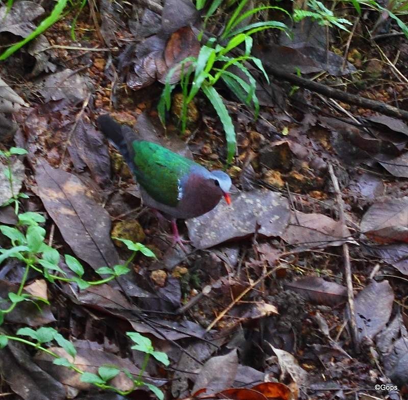 Asian Emerald Dove - ML55030981