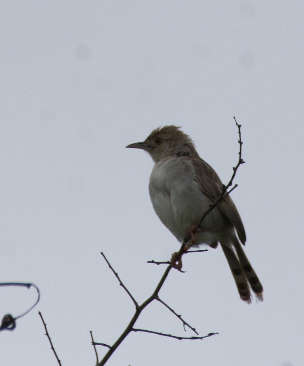 Red-faced Cisticola - ML550310721